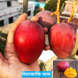 ১০ টি বিদেশি আমের চারা