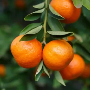 ৩ টি কমলা চারা